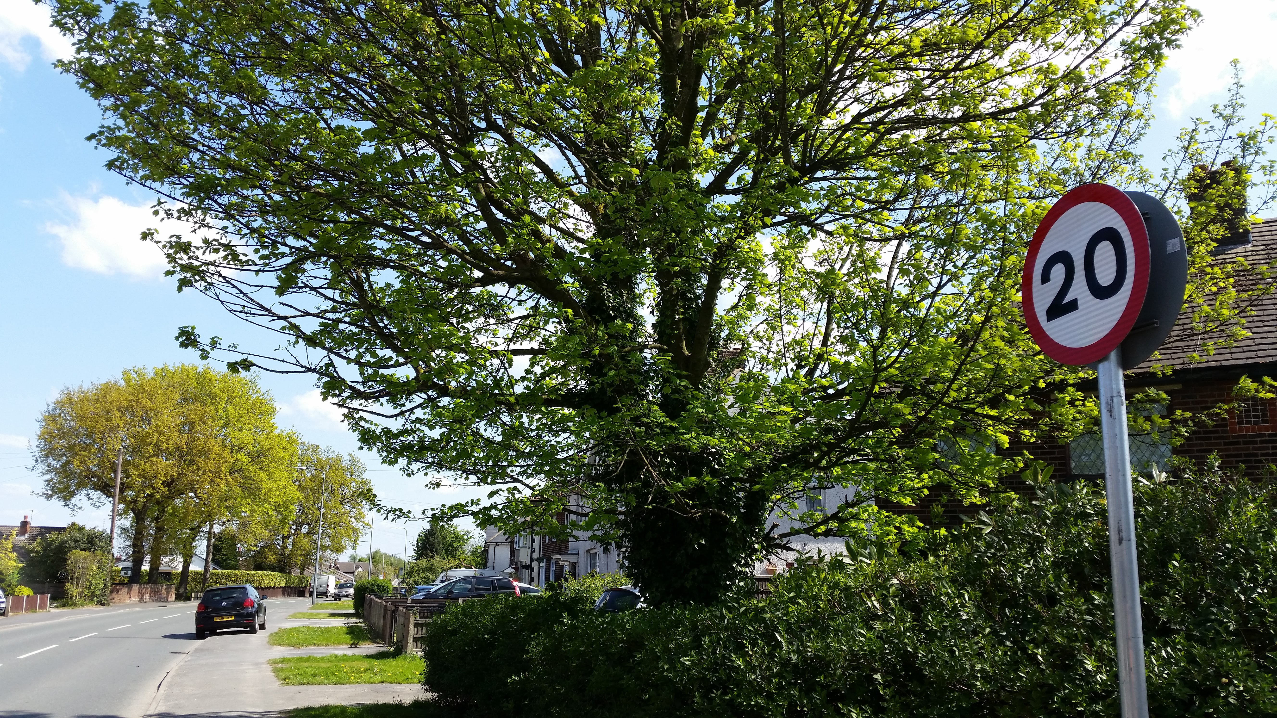 Crown thinning, mature tree
