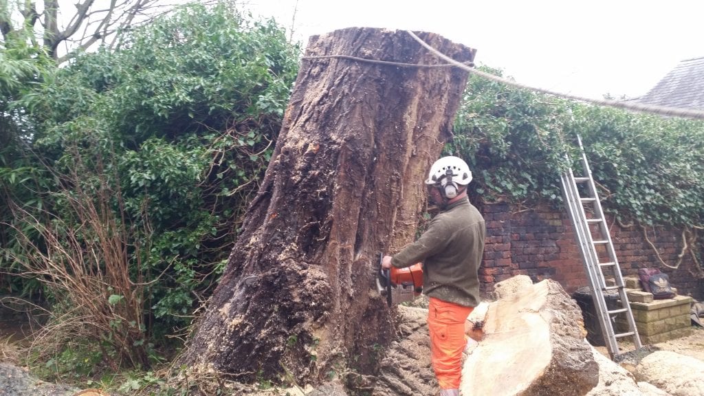 Conifer removal